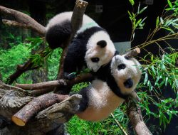 Jepang Bersiap Mengantar Panda Kembar Ueno Menuju China Akhir Januari 2026