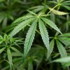 BNN Sita 7,8 Kg Hashish, Sindikat Lintas Negara Terungkap